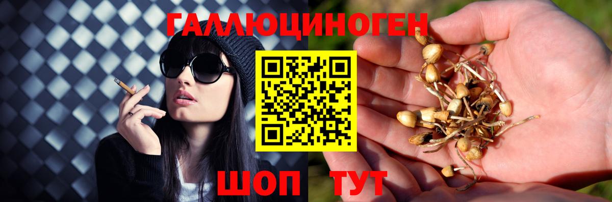 Галлюциногенные грибы GOLDEN TEACHER  Ахтубинск  Галлюциногенные грибы Cubensis 